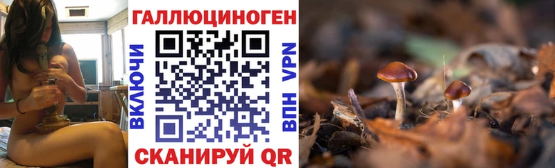 Галлюциногенные грибы Psilocybine cubensis Козловка